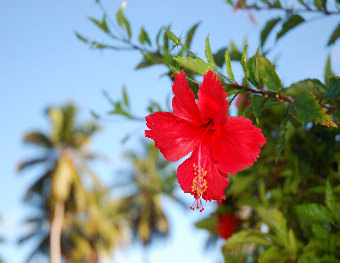 PENSION HIBISCUS - La Digue