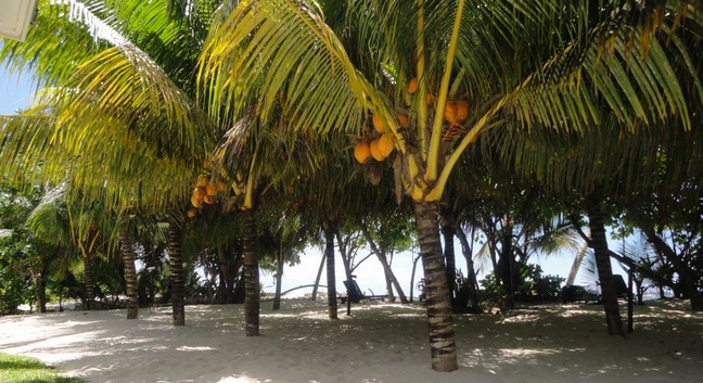 CAP JEAN MARIE BEACH VILLAS  - Praslin