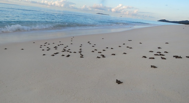 COUSINE ISLAND SEYCHELLES - Cousine