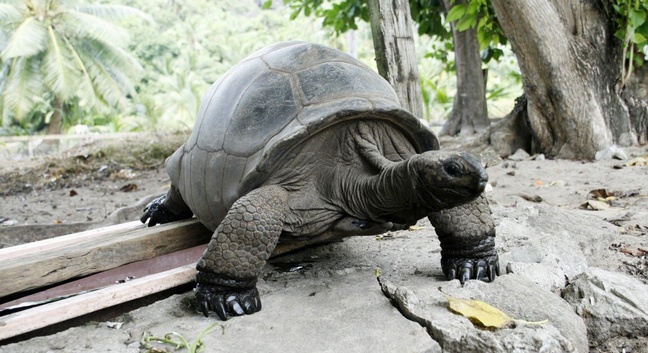 LA BELLE TORTUE LODGE - Silhouette