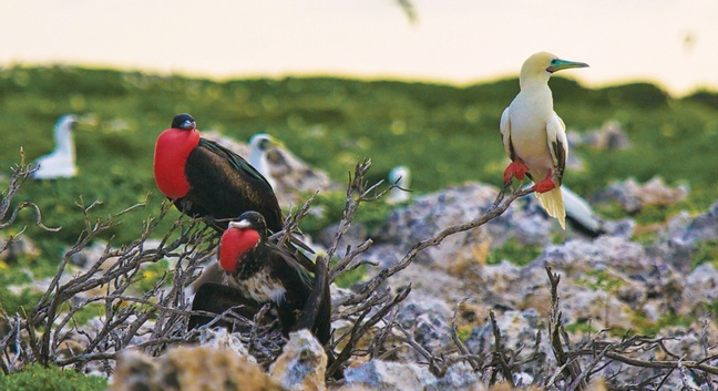 COSMOLEDO ECO LODGE - Cosmoledo Atoll