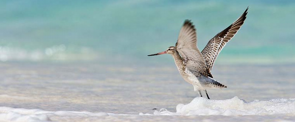 BIRD ISLAND LODGE - Bird