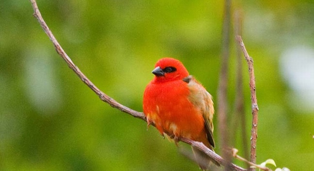 BIRD ISLAND LODGE - Bird