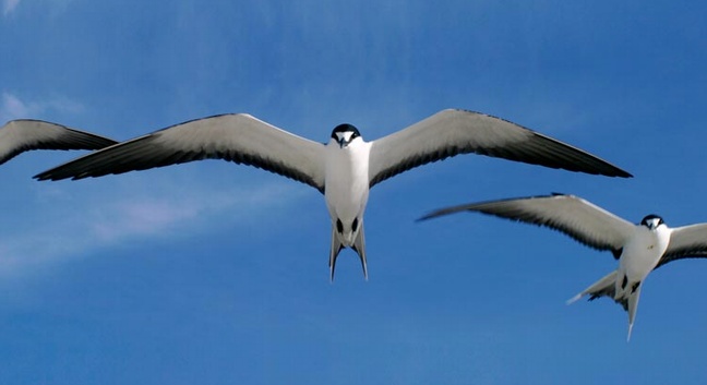 BIRD ISLAND LODGE - Bird